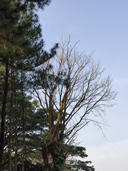 Bare Tree Branches Against Clear Sky