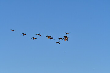 Flock of Geese