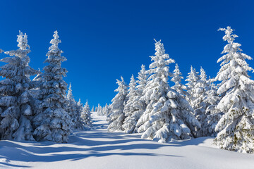 Beautiful sunny day in the snowy forest