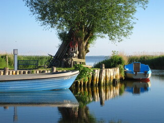 zwei ruderboote liegen am Ufer des Bodden in usedom an der Ostsee unter einer alten Weide