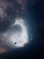 Eagle in the sky 