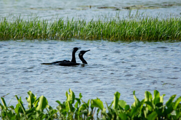 Great Cormorant