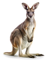 Fototapeta premium Kangaroo isolated in white background. Kangaroo In White Background.