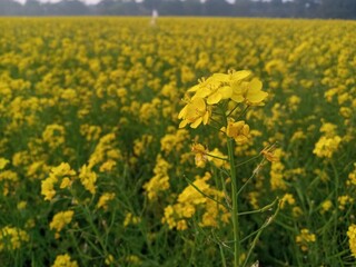 Obraz premium field of yellow flowers