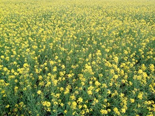 Obraz premium field of yellow flowers