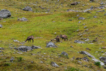Chamois grazing on green alpine meadow with rocks in the High Tauern Mountains, Austria – wild mountain animals in natural habitat