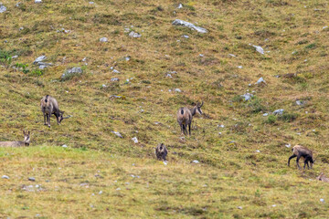 Chamois grazing on green alpine meadow with rocks in the High Tauern Mountains, Austria – wild mountain animals in natural habitat
