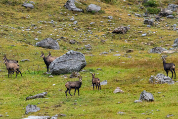 Chamois grazing on green alpine meadow with rocks in the High Tauern Mountains, Austria – wild mountain animals in natural habitat