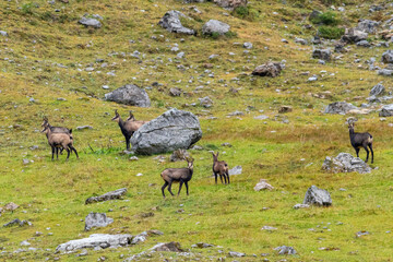 Chamois grazing on green alpine meadow with rocks in the High Tauern Mountains, Austria – wild mountain animals in natural habitat
