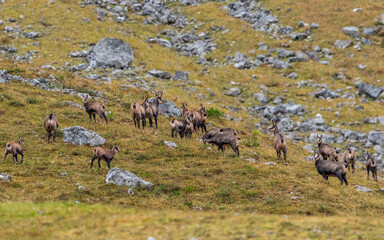 Chamois grazing on green alpine meadow with rocks in the High Tauern Mountains, Austria – wild mountain animals in natural habitat
