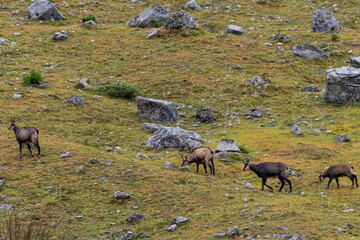 Chamois grazing on green alpine meadow with rocks in the High Tauern Mountains, Austria – wild mountain animals in natural habitat