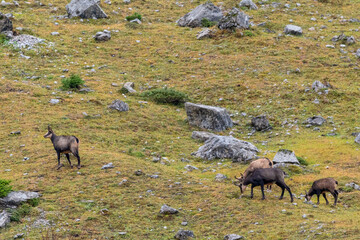 Chamois grazing on green alpine meadow with rocks in the High Tauern Mountains, Austria – wild mountain animals in natural habitat