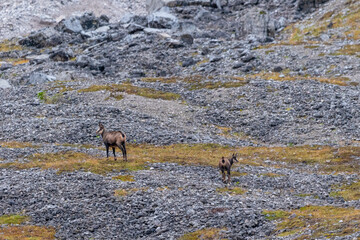 Chamois grazing on green alpine meadow with rocks in the High Tauern Mountains, Austria – wild mountain animals in natural habitat