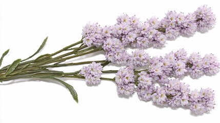 view of heather blossoms in a home decoration, showcasing the subtle purple hue and soft texture. | Heather 