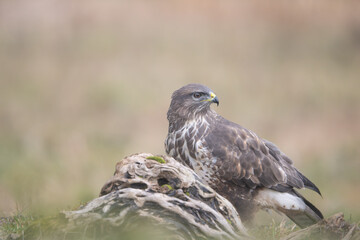 Fauna selvatica Capanno Nisida Poiana