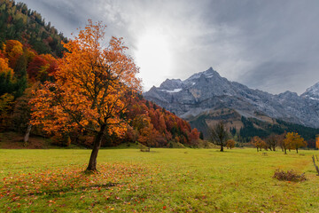 Autumn maple trees in sunlight at Großer Ahornboden in the Karwendel Mountains, Austria – colorful fall landscape with alpine peaks and blue sky