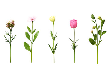 A collection of five illustrated flowers showcasing different colors and shapes.