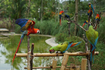 Singapore, Asia, a colorful bird perched on top of a parrot