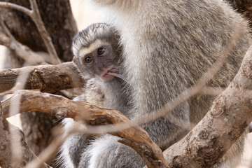 Vervet monkey (Chlorocebus pygerythrus) mother with her bay drinking milk in Tarangire National Park in Tanzania East Africa