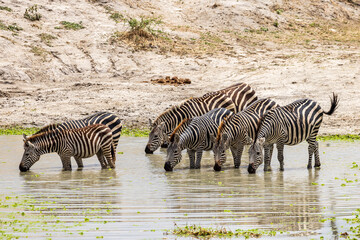 Scenic landscape with herd of zebra drinking water at a pond in Tarangire National Park in Tanzania East Africa