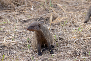 Banded mongoose (Mungos mungo) walking in field in Tarangire National Park in Tanzania East Africa