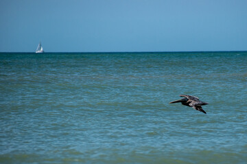 Pelican in Flight