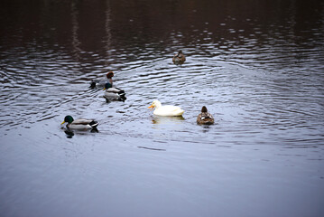 white domestic duck on the pond among wild ducks