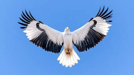 Majestic eagle soaring against a clear blue sky.