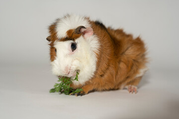 Meerschweinchen rosette tier Nager