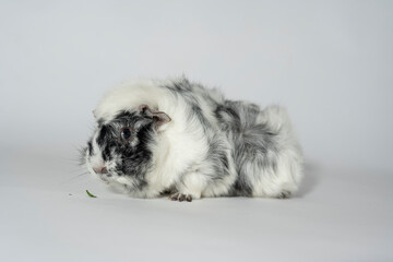Meerschweinchen rosette tier Nager