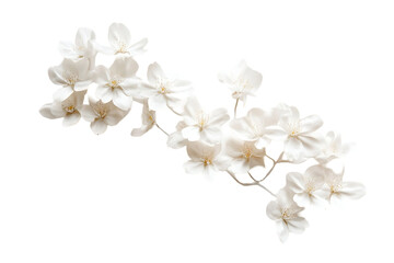 A delicate arrangement of white flowers on a branch, symbolizing beauty and nature.