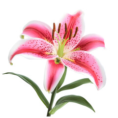 Stunning Pink Stargazer Lily Bloom  Close up  Isolated  Floral Photography  Nature  Botani