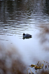 A coot on the pond 