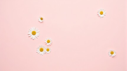 Daisies On Pink Background