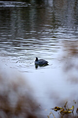A coot on the pond 
