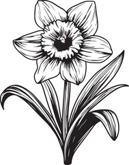 Graceful Daffodil Line Art