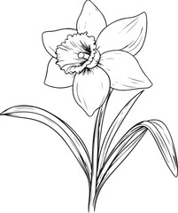 Graceful Daffodil Line Art