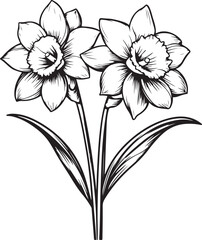 Graceful Daffodil Line Art