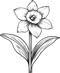 Graceful Daffodil Line Art