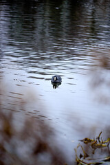A coot on the pond 