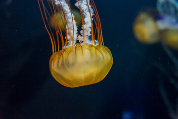 Singapore, Asia, a close up of an jellyfish