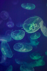 Singapore, Asia, a jellyfish in water