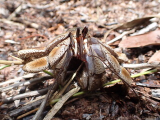 Hermit crab