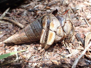Hermit crab