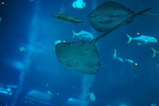 Singapore, Asia, manta ray in the water