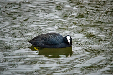 Eurasisches Blässhuhn im Winter