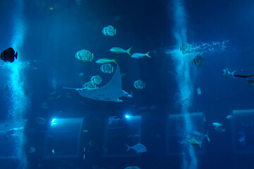 Singapore, Asia, a group of fish in a water aquarium © SkandaRamana