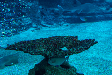 Singapore, Asia, a fish swimming under water © SkandaRamana