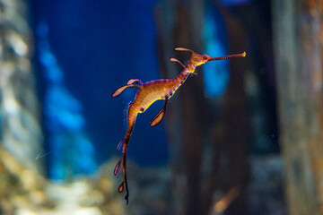 Singapore, Asia, a sea horse in water