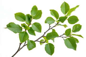 Naklejka premium A branch of a tree with green leaves on a white background